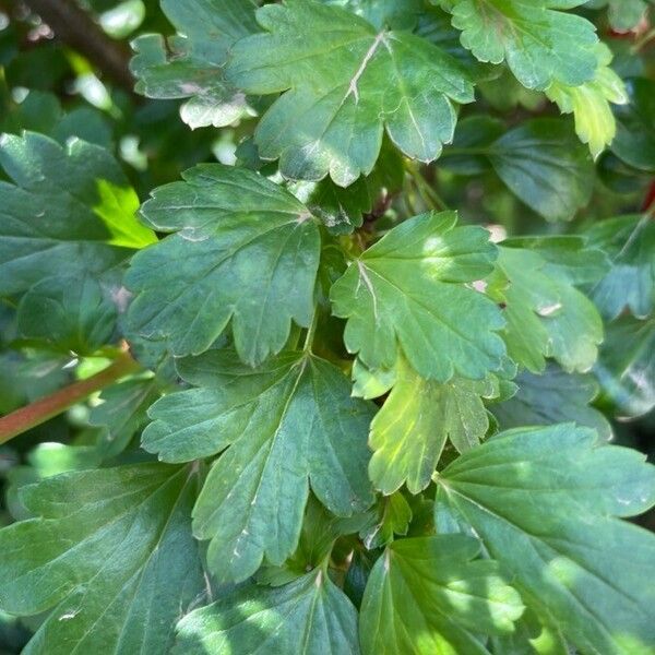 Ribes speciosum ഇല