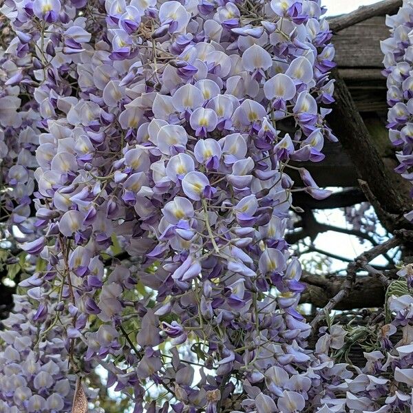 Wisteria sinensis Cvet