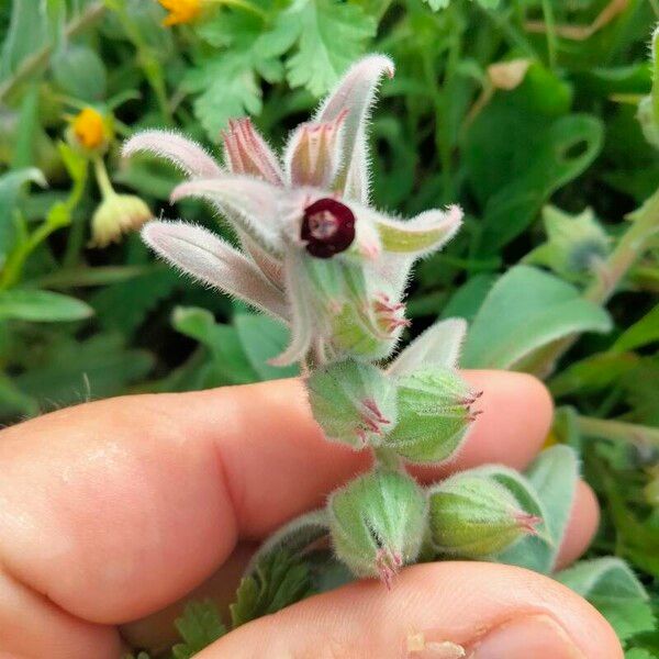 Nonea vesicaria Кветка