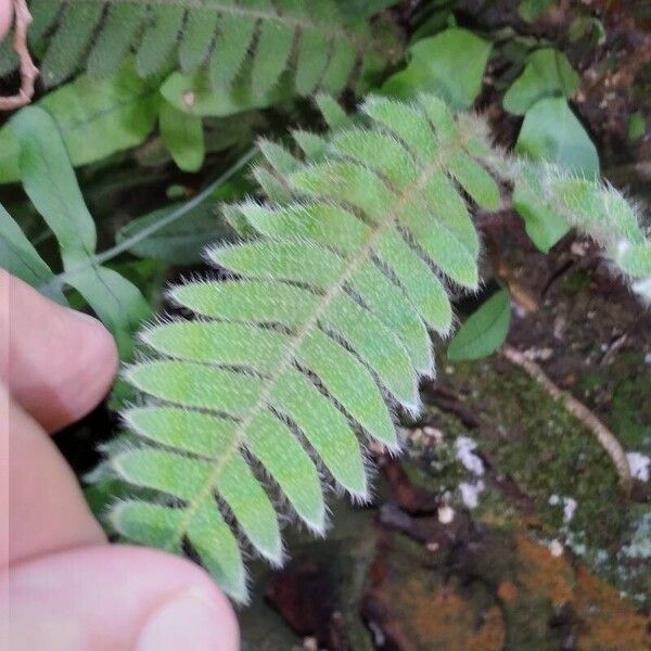 Pleopeltis polypodioides Лист