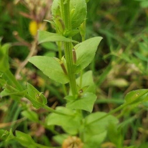 Triodanis perfoliata Leht