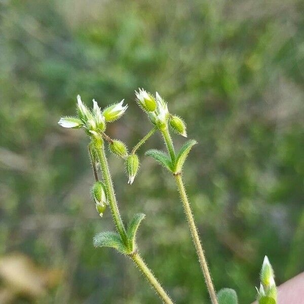 Cerastium semidecandrum 花