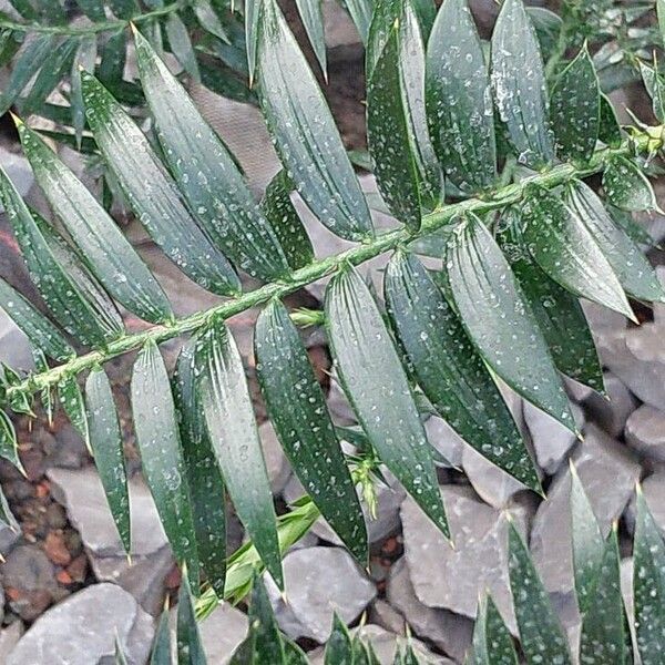 Araucaria bidwillii Leaf