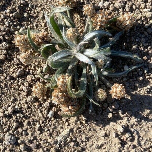 Plantago ovata Habit