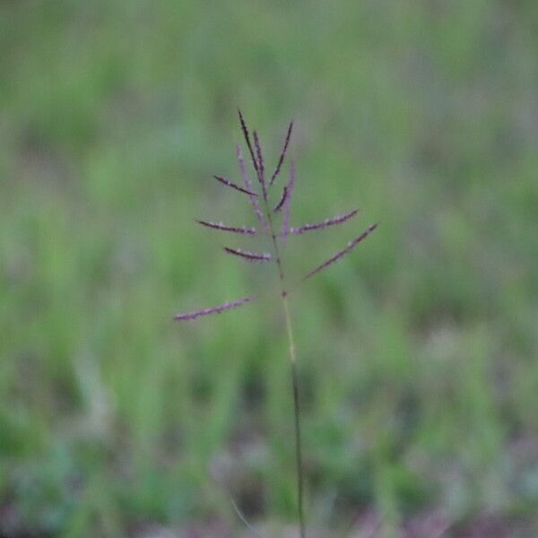 Bothriochloa bladhii Flower