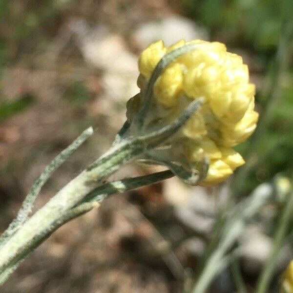 Helichrysum stoechas Цветок