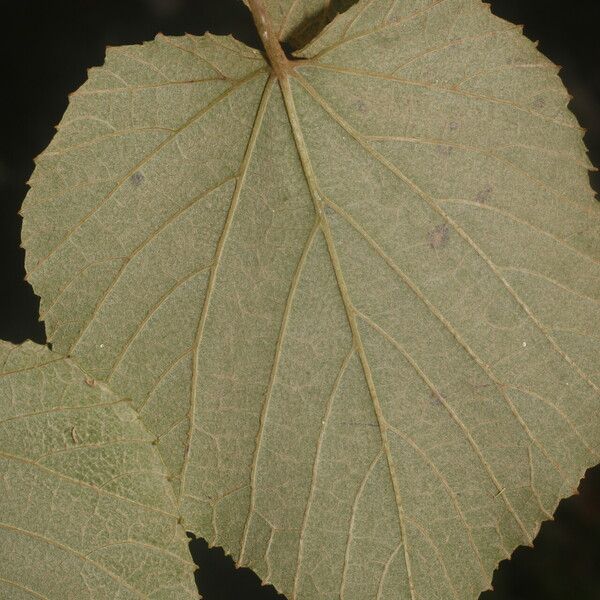 Vitis tiliifolia Gyümölcs