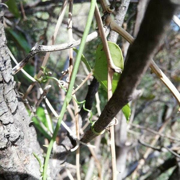 Smilax aspera Anders