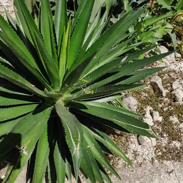 Agave decipiens Leaf