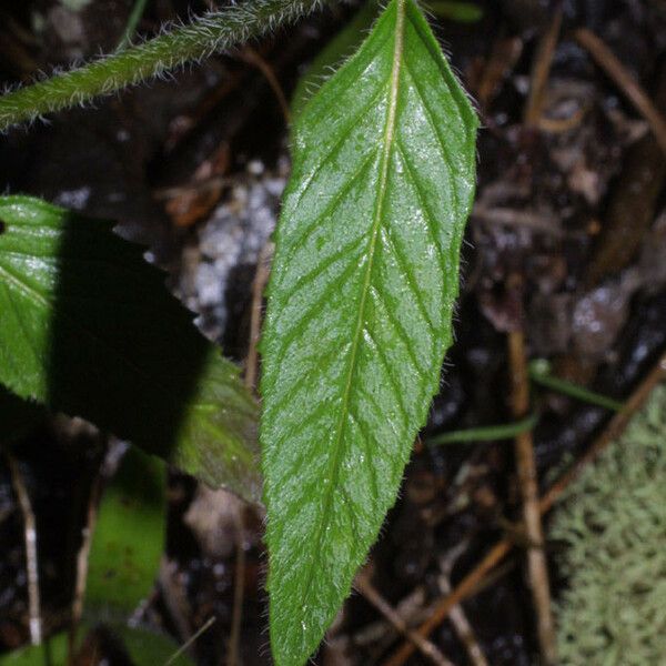 Blephilia ciliata Leaf