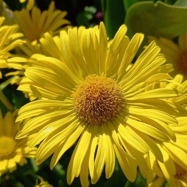 Doronicum orientale Flors