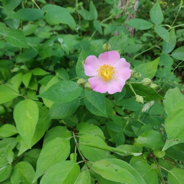 Rosa canina Flower