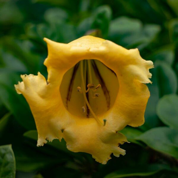 Solandra grandiflora Кветка