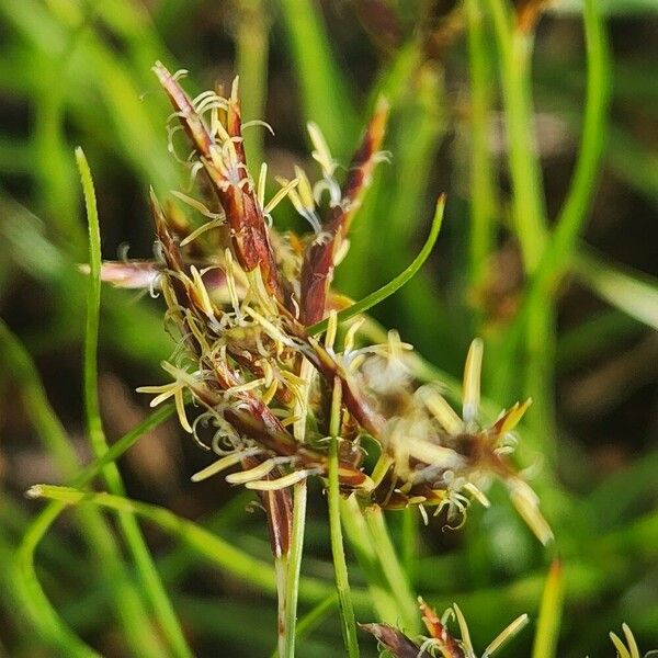 Cyperus blysmoides Flower