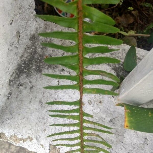 Polypodium virginianum Leaf