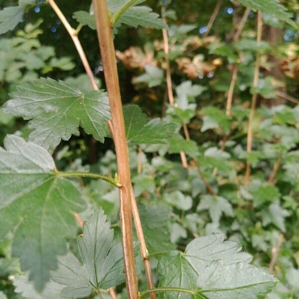 Ribes alpinum Bark