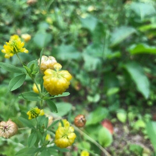 Trifolium aureum Frugt