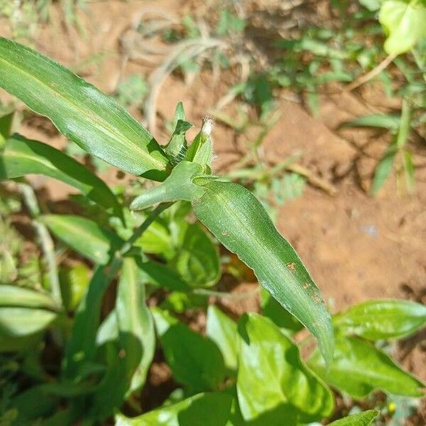 Commelina erecta Leaf