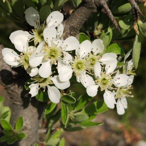 Pyrus spinosa Blodyn