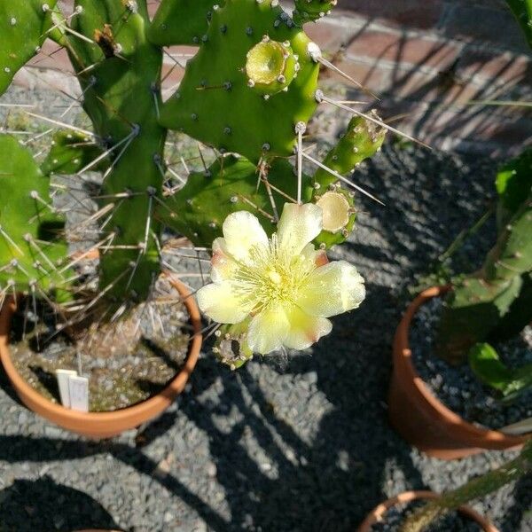 Opuntia ficus-indica Květ