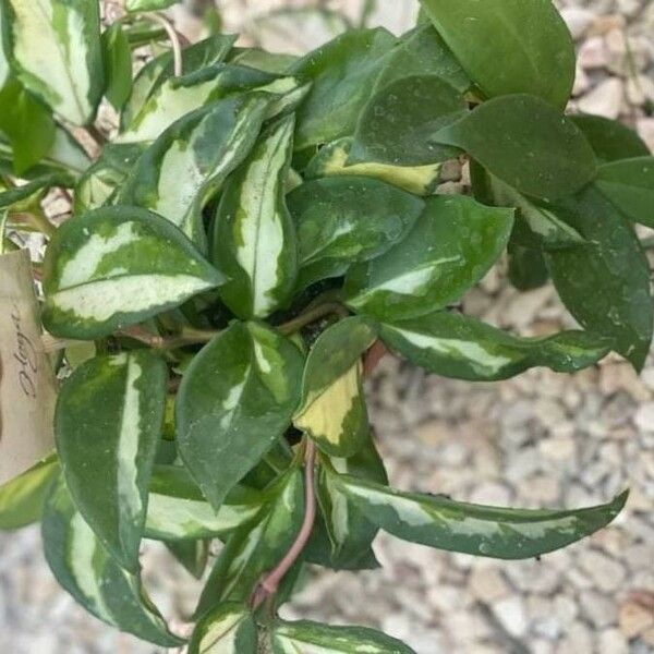 Hoya carnosa Лист