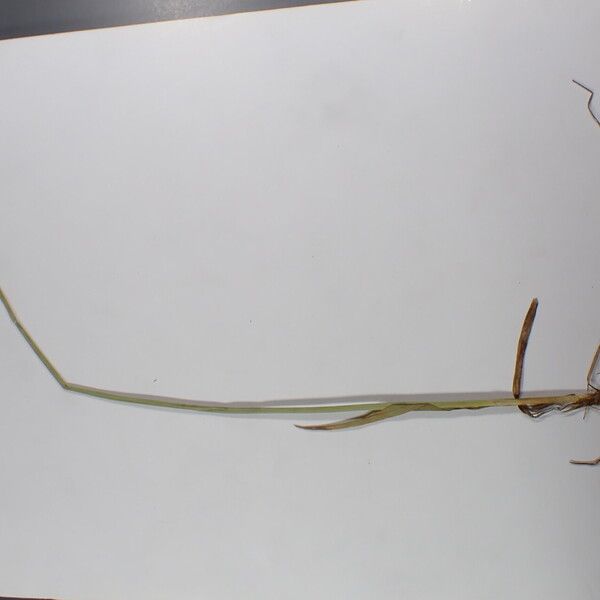 Carex atrofusca Kita