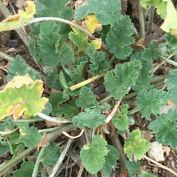 Erodium aethiopicum Лист