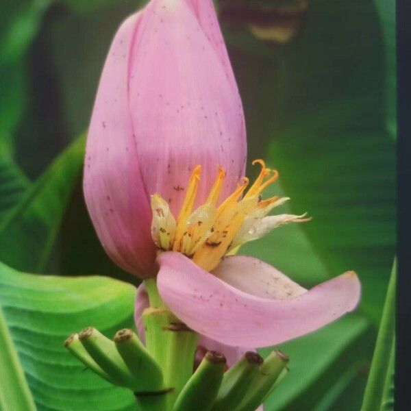 Musa ornata Flower