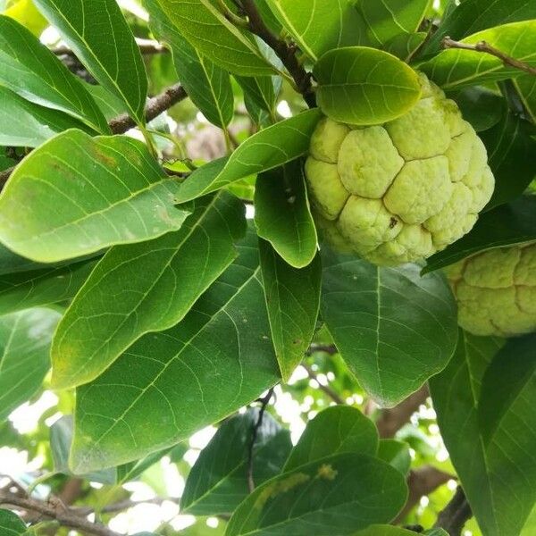 Annona squamosa Frucht