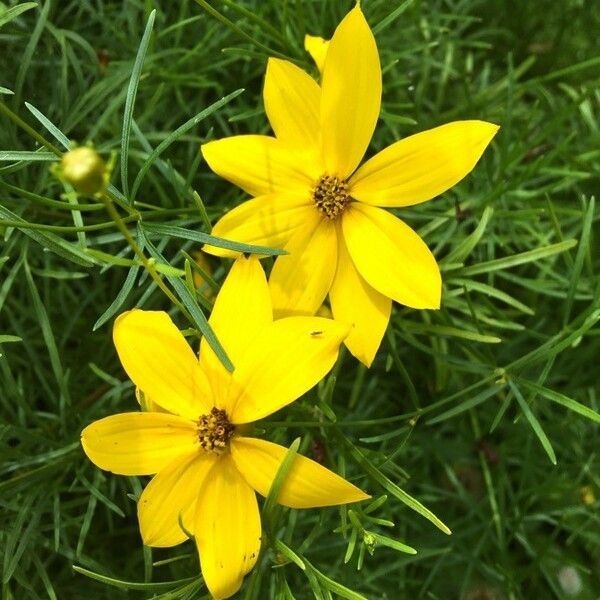 Coreopsis verticillata 花