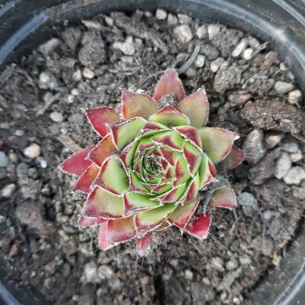 Sempervivum tectorum ᱥᱟᱠᱟᱢ