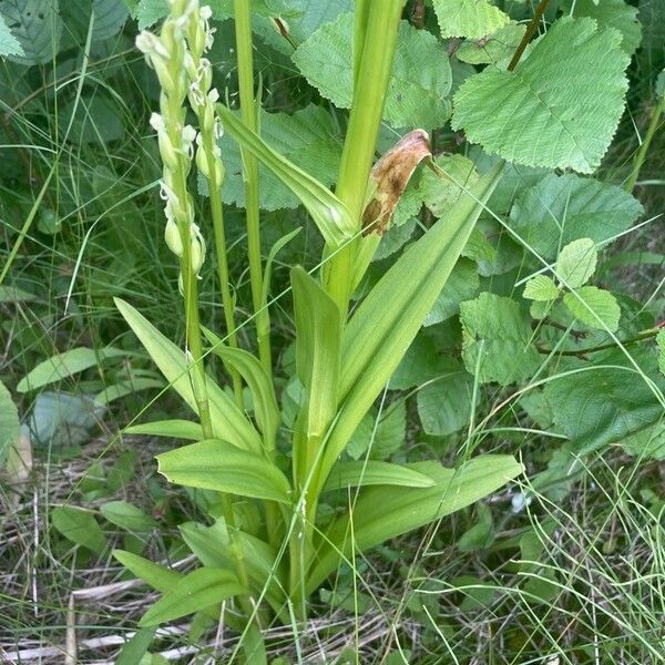 Platanthera aquilonis Foglia