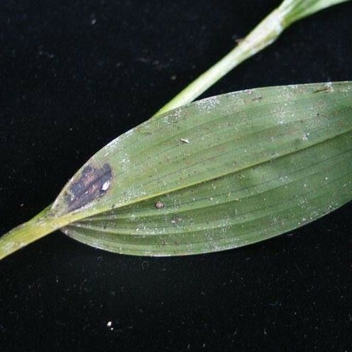 Sobralia fragrans Leaf