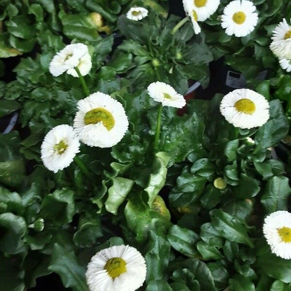 Bellis rotundifolia Flower