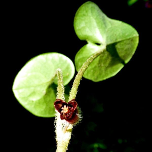 Asarum europaeum Blodyn