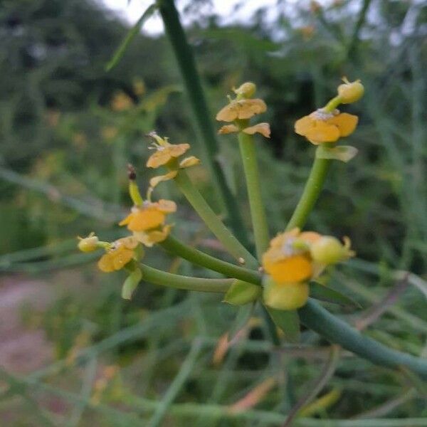 Euphorbia gossypina Flower