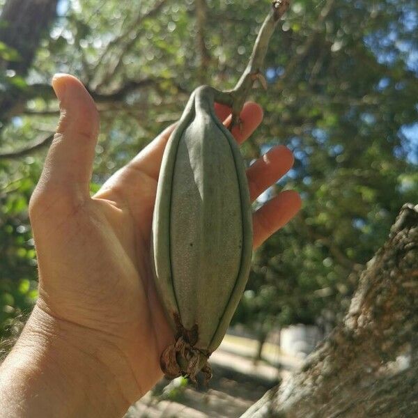 Catasetum integerrimum ഫലം