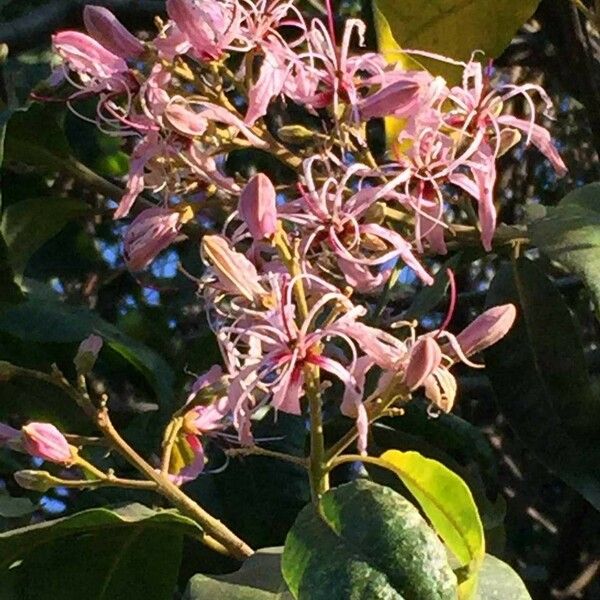 Calodendrum capense Blomma