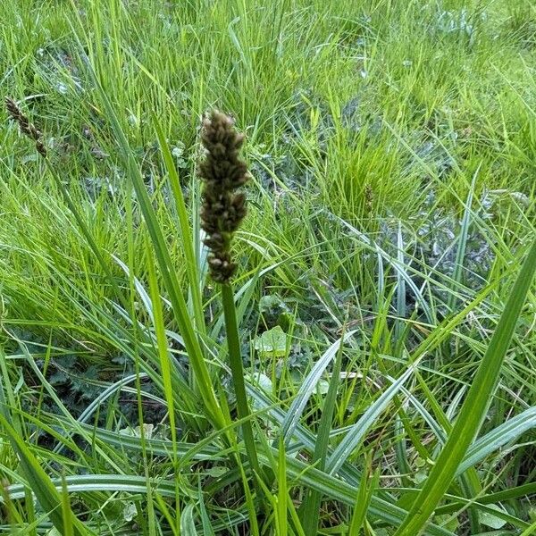 Carex vulpina Bloem