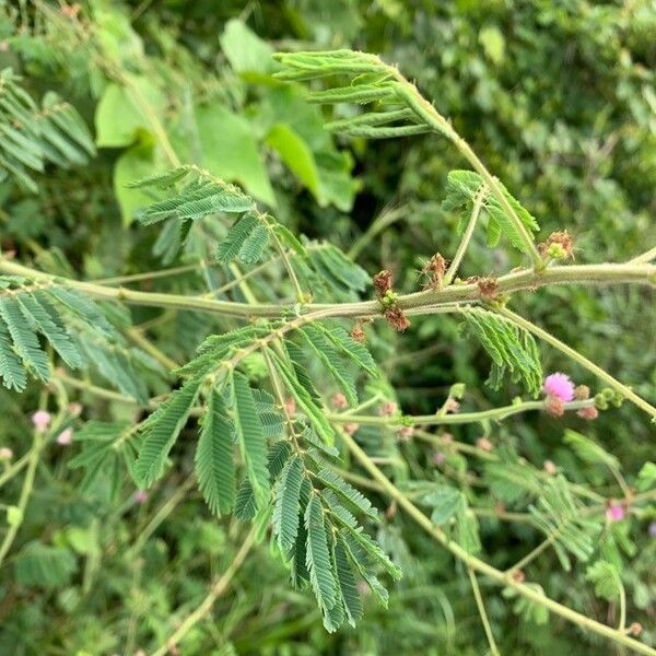 Mimosa diplotricha Leaf