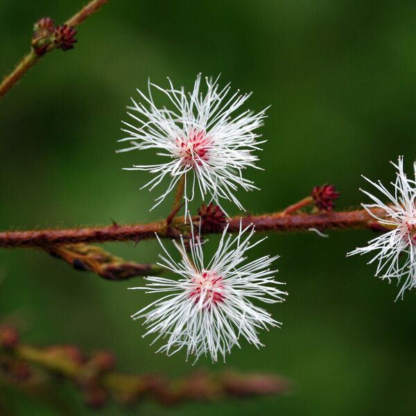 Acacia tenuifolia 花