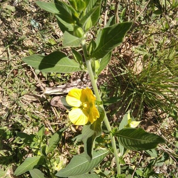 Ludwigia peruviana (Peruvian primrose-willow)