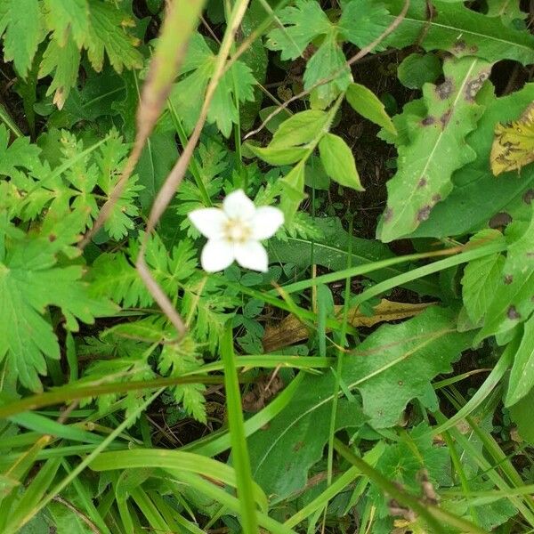 Parnassia palustris Flower