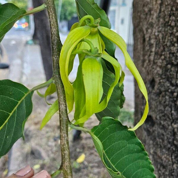 Cananga odorata Λουλούδι