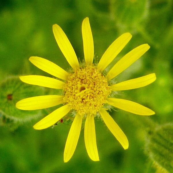 Senecio viscosus Flower