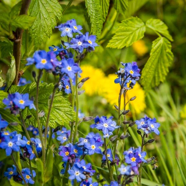 Myosotis arvensis Цвят