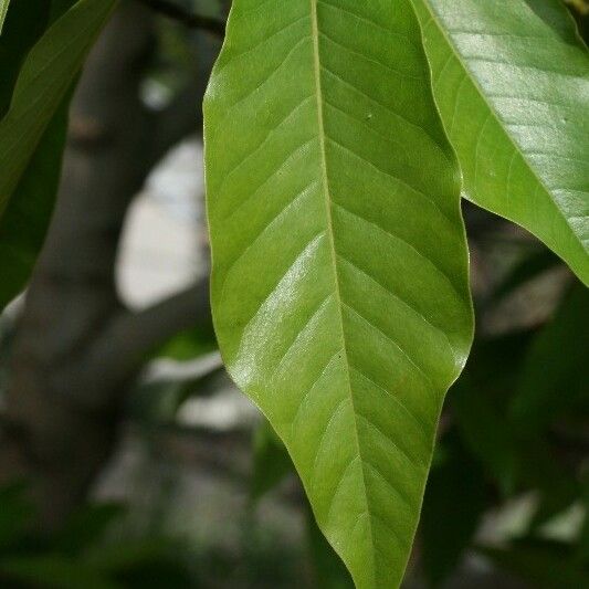 Michelia champaca Leaf