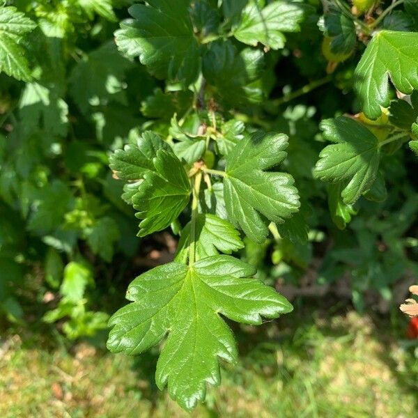 Ribes speciosum Лист