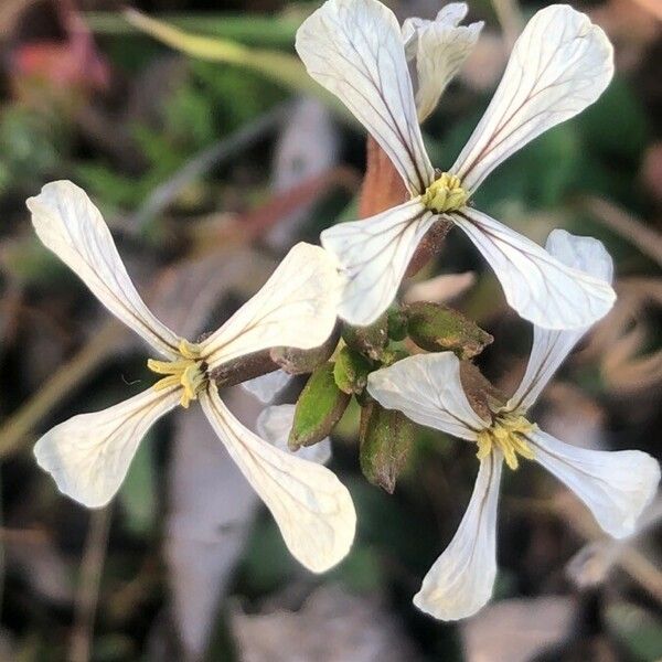 Eruca vesicaria Flower