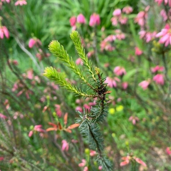 Erica verticillata Folha